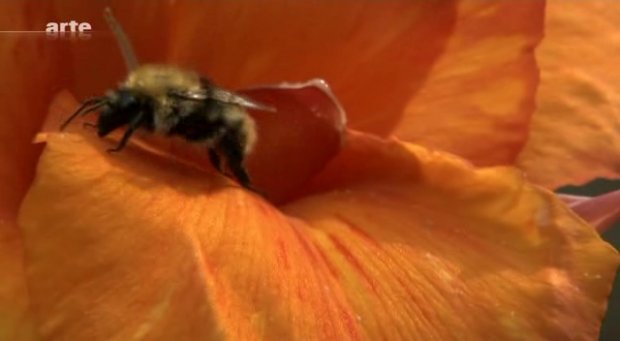 Das Geheimnis des Bienensterbens Teil1